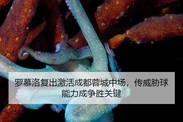 罗慕洛复出激活成都蓉城中场，传威胁球能力成争胜关键